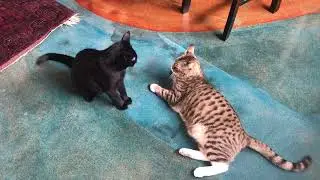 Beau and Lola tell each other scary stories and get mad about it