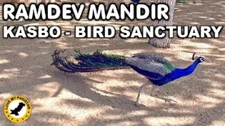 Ramdev Mandir (Kasbo) - Bird Sanctuary - Tharparkar
