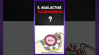 Streptococcus agalactiae |  Pathogenesis
