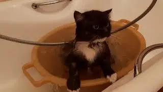 Cat washes under the shower in the bathroom