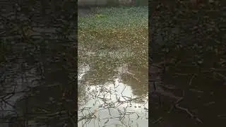 Taksir kira-kira berapa bobot ikan lele itu