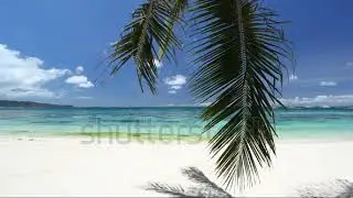 Palm leafs on tropical beach background