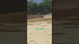 kerapan sapi madura