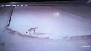 CHEETAH FOUND IN KUNJAL NEAR CHANTHAR, BRAHMAVAR, UDUPI