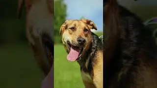 Забирайте Дастина домой в семью! #shortvideo #собака #youtubeshorts #shorts