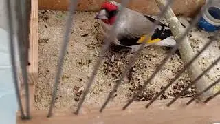 grey-headed goldfinches