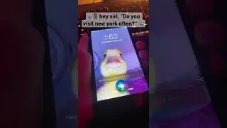 🗣📱 hey siri, “Do you visit new york often?” 🐀