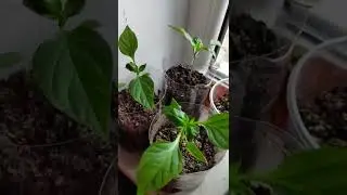 3 причины почему скручиваются листья у рассады перца