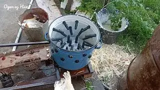 DIY feather plucking machine, inexpensive.