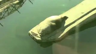 Морской Лев в Московском Зоопарке / Sea Lion in the Moscow Zoo