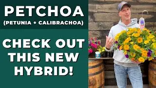 PETCHOAS - Check Out This New Hybrid of Petunia & Calibrachoa (million bells)