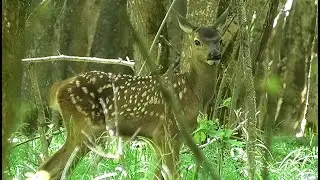Оленёнок в недельном возрасте почти не отстаёт от матери || Red deer cub