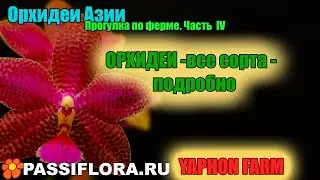 Орхидеи Азии прямо с фермы - смотрим и заказываем!