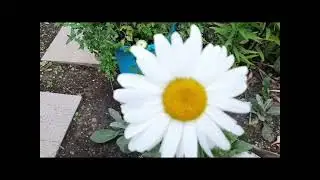 ГОРШЕЧНЫЕ посадки на КЛУМБЕ   с РОЗАМИ ! 🌹