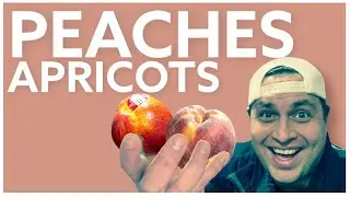 Apricots vs Peaches: The Truth Revealed | Chefs Produce Co