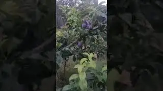 ТАБИАТ🍒🍏🍎🍐🇹🇯🇹🇯🇹🇯🇹🇯