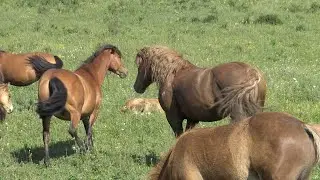 A mischievous herd of horses