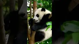 Animals That Will Be Extinct Soon #panda