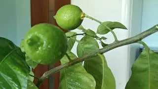 Как вырастить Лимон с цветами, завязями и спелыми плодами одновременно?