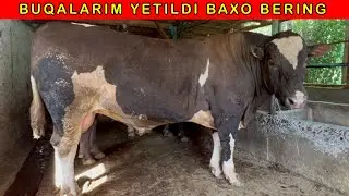 BUQALARIM TAYYOR BOLDI KORIB LAYK👍 ESDAN CHIQMASIN  93-986-22-90