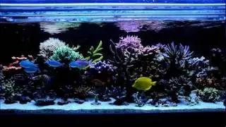 Osman Pekdemir's Reef Aquarium 1 - ReeFlowers