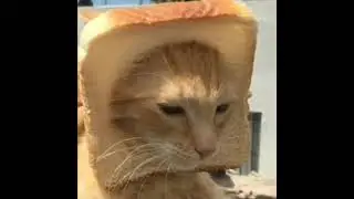 замби апокалипсис