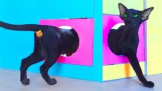 Funny Cat challenge | Reducing Hole For The Cat | Oriental Cat