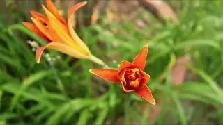 Orange Day-lily II