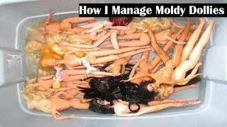 How I Manage Moldy Dollies
