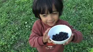 Panen Blackberry Liar di Italia 🇮🇹