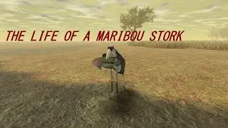 Marabou stork life in wild savannah