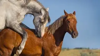 📹 Semental Corindón caballos.16 08 2024 Encuentro de primavera con yeguas Cavalos horses →
