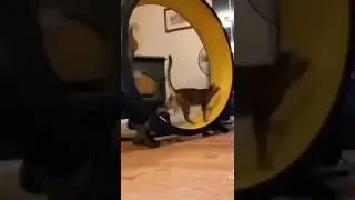Коты в колесе #Tik Tok #Shorts #Тик Ток #ПриколКоты #Catstiktok