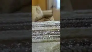 فيديو انتظار