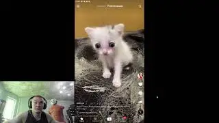 мегалодон