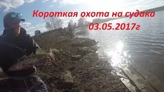Короткая охота за судаком 03.05.2017г. Fishing zander.
