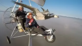 Перелет птиц с людьми