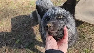 Fox that makes her own video!