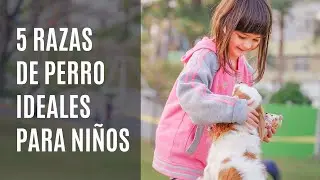 5 Razas de perritos ideales para niños ¡¡¡