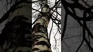 Ставим Березовый сок Много воды #trending