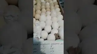 Режим инкубации куриного яйца/ ответы на вопросы.