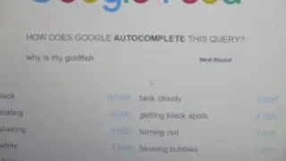 Google Feud game