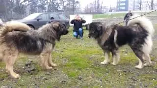 Muri VS Murxha ( Meeting of strong dogs )