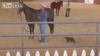 Кошка охотится на лошадь! Забавное видео с животными