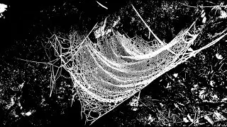 The world is not just black & white