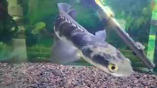 Chana Fish