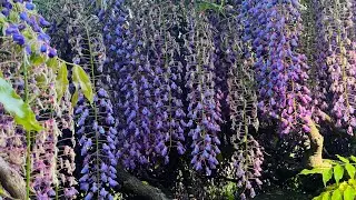One of the secret gardens in Washington DC: Dumbarton Oaks