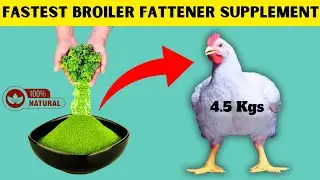BEST GREEN ORGANIC BROILER FATTENER SUPPLEMENT | CHEAPEST WAY TO INCREASE BROILER WEIGHT