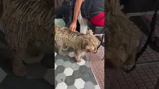 Необычный пес