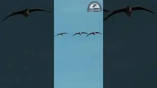 Вот так гусь ищет источник звука, манок schoolhuner. 